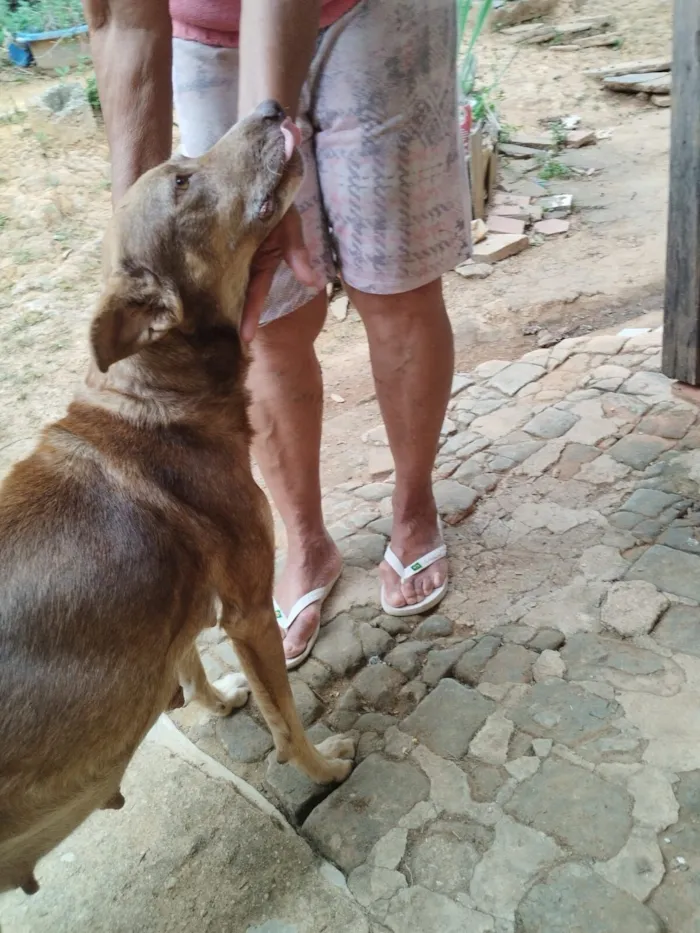Cachorro raça SRD-ViraLata idade 6 ou mais anos nome Sem nome 