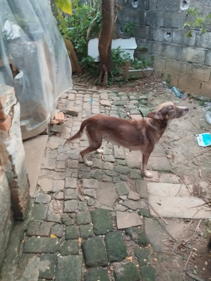 Cachorro raça SRD-ViraLata idade 6 ou mais anos nome Sem nome 