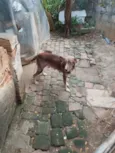 Cachorro raça SRD-ViraLata idade 6 ou mais anos nome Sem nome 