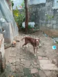 Cachorro raça SRD-ViraLata idade 6 ou mais anos nome Sem nome 
