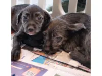 Cachorro raça SRD-ViraLata idade 2 a 6 meses nome Zequinha & Melissa