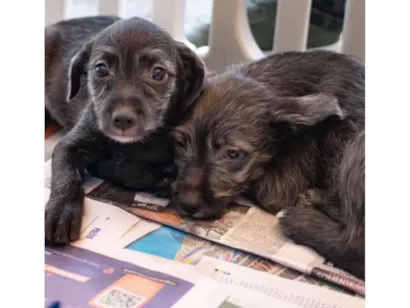 Cachorro raça SRD-ViraLata idade 2 a 6 meses nome Zequinha & Melissa