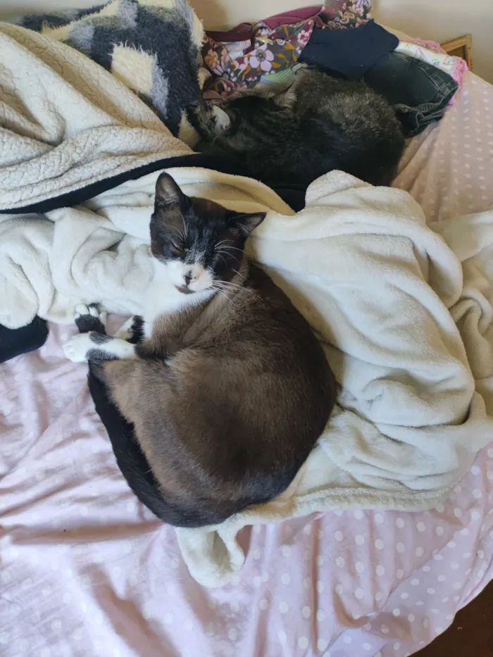 Gato raça Exótico idade 1 ano nome Spike