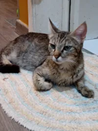 Gato raça SRD-ViraLata idade 7 a 11 meses nome Elita Maria Da Silva 