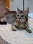 Gato raça SRD-ViraLata idade 7 a 11 meses nome Elita Maria Da Silva 