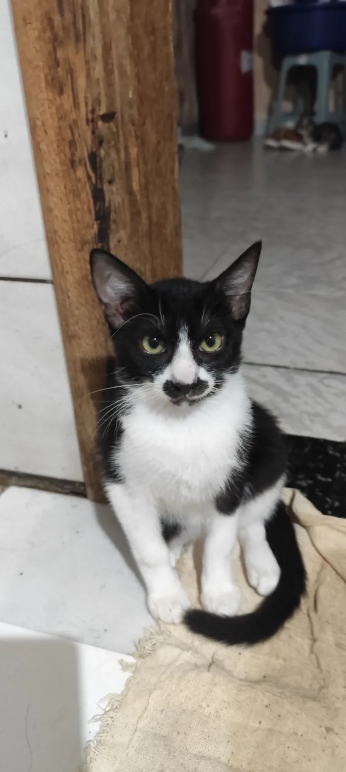 Gato raça SRD-ViraLata idade 2 a 6 meses nome Bigode 