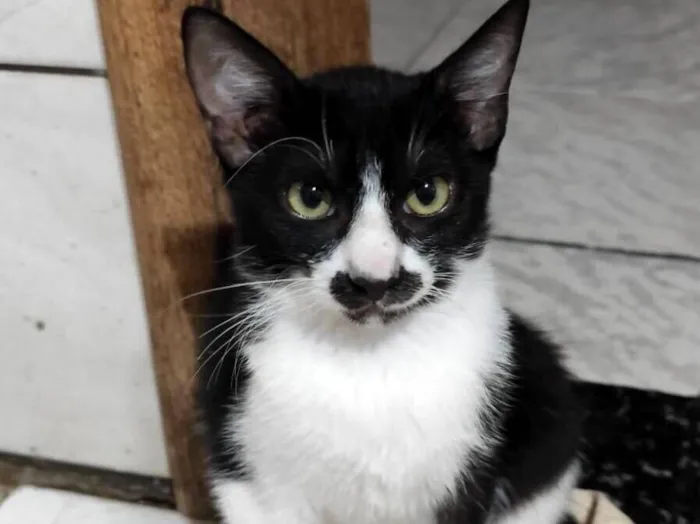 Gato raça SRD-ViraLata idade 2 a 6 meses nome Bigode 