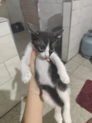 Gato raça SRD-ViraLata idade 2 a 6 meses nome Otávio 