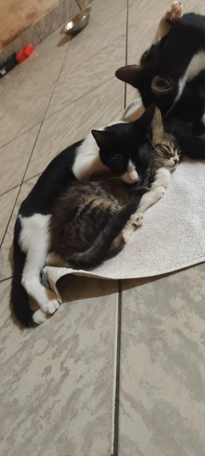 Gato raça SRD-ViraLata idade 2 a 6 meses nome Otávio 