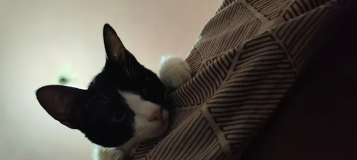 Gato raça SRD-ViraLata idade 2 a 6 meses nome Otávio 