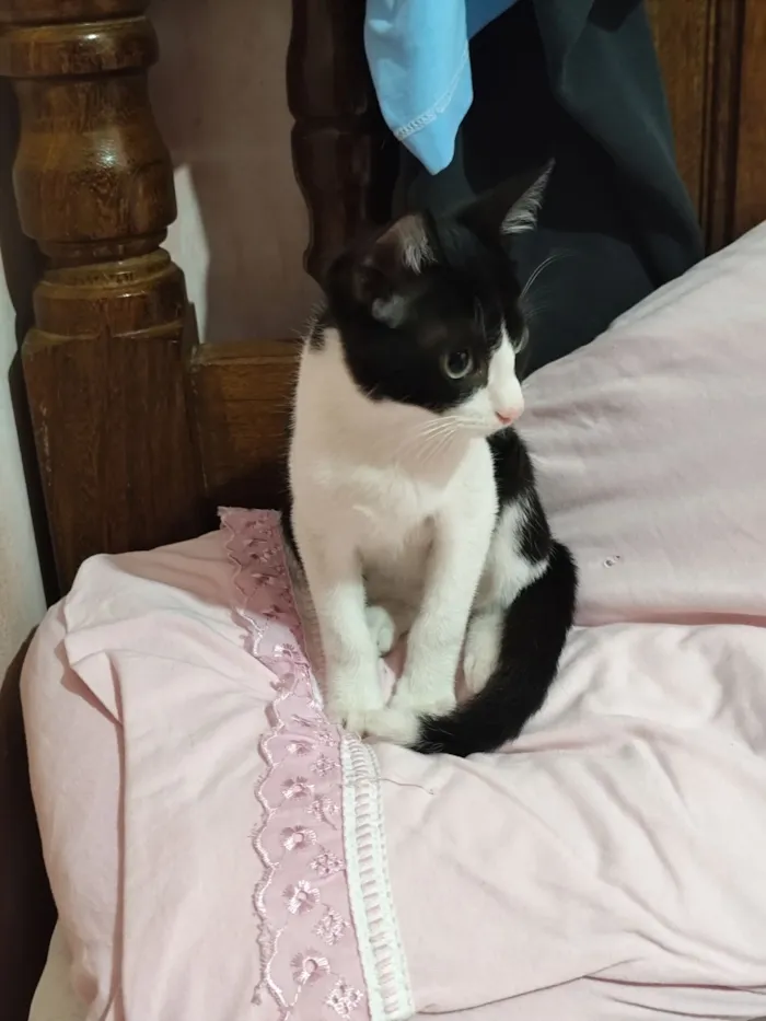 Gato raça SRD-ViraLata idade 2 a 6 meses nome Otávio 