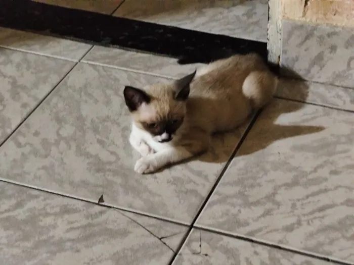 Gato raça SRD-ViraLata idade 2 a 6 meses nome Remela 