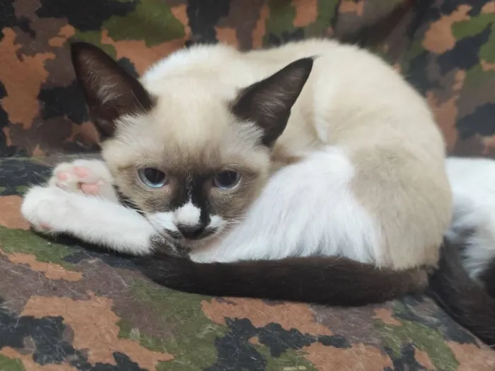 Gato raça SRD-ViraLata idade 2 a 6 meses nome Remela 