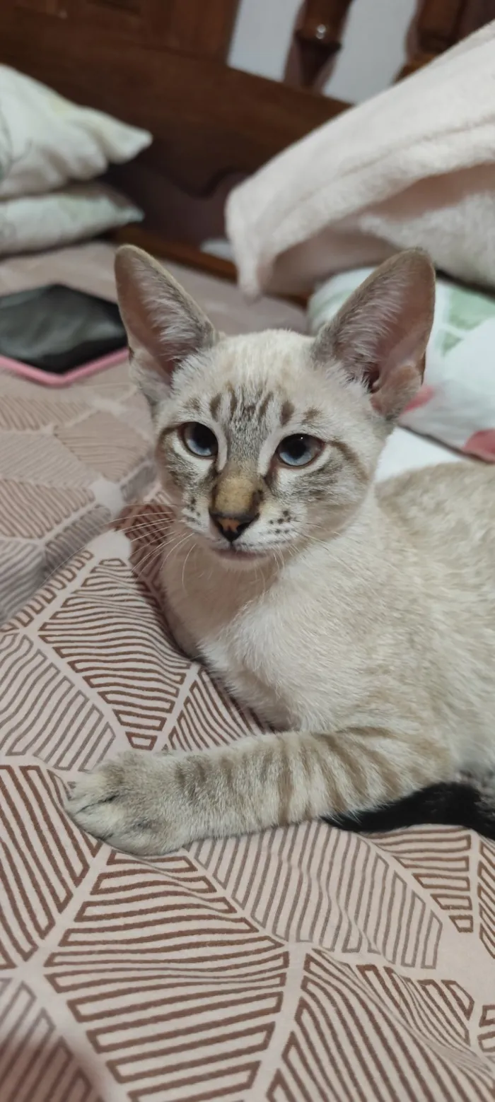 Gato raça SRD-ViraLata idade 2 a 6 meses nome Maurice