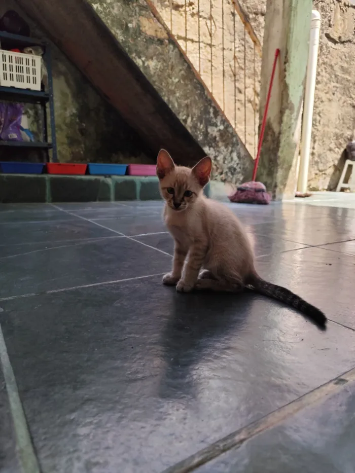 Gato raça SRD-ViraLata idade 2 a 6 meses nome Maurice