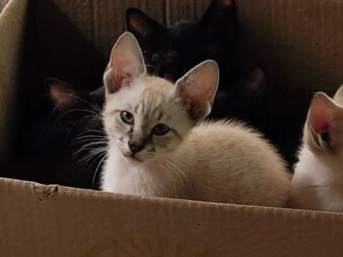 Gato raça SRD-ViraLata idade 2 a 6 meses nome Maurice