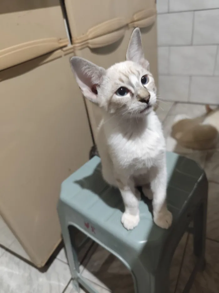 Gato raça SRD-ViraLata idade 2 a 6 meses nome Glauco