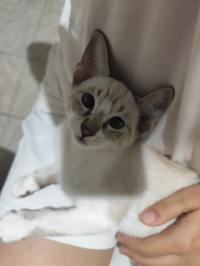 Gato raça SRD-ViraLata idade 2 a 6 meses nome Glauco