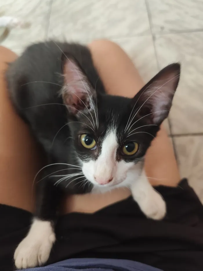 Gato raça SRD-ViraLata idade 2 a 6 meses nome Taz
