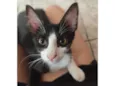 Gato raça SRD-ViraLata idade 2 a 6 meses nome Taz