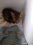 Gato raça SRD-ViraLata idade Abaixo de 2 meses nome Sem nome