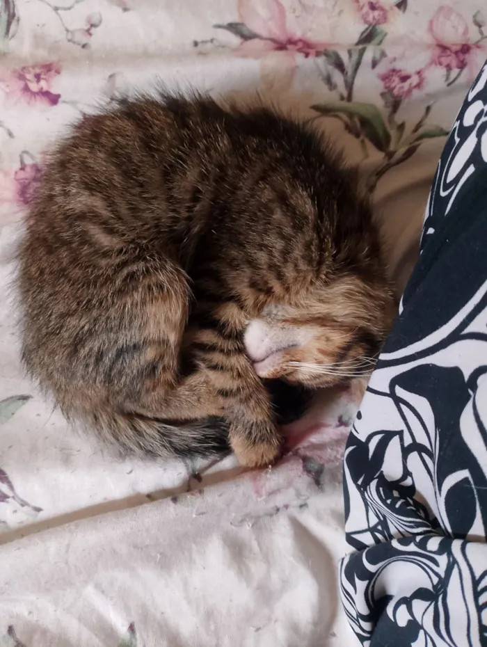 Gato raça SRD-ViraLata idade Abaixo de 2 meses nome Sem nome