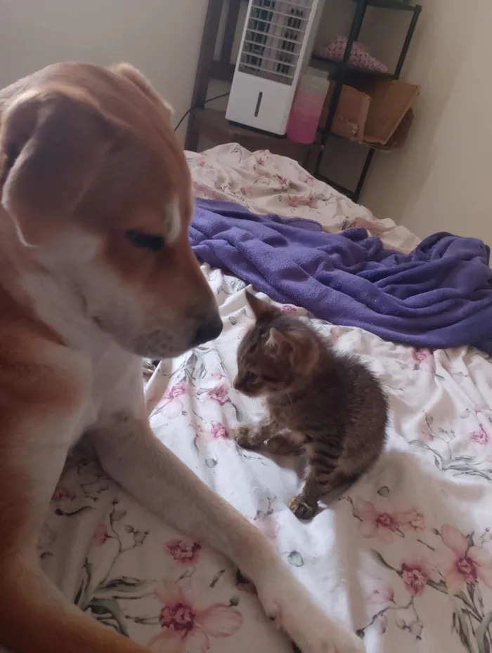 Gato raça SRD-ViraLata idade Abaixo de 2 meses nome Sem nome