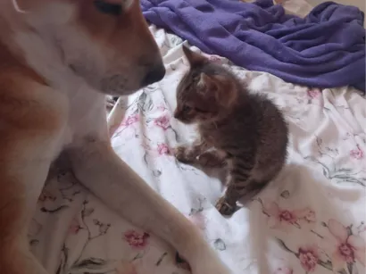 Gato raça SRD-ViraLata idade Abaixo de 2 meses nome Sem nome