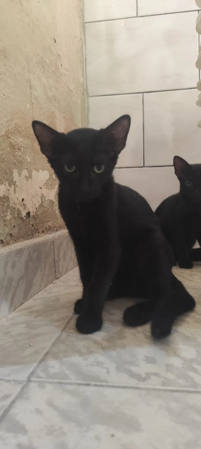 Gato raça SRD-ViraLata idade 2 a 6 meses nome Jacu