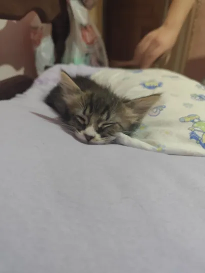 Gato raça SRD-ViraLata idade 2 a 6 meses nome Lady