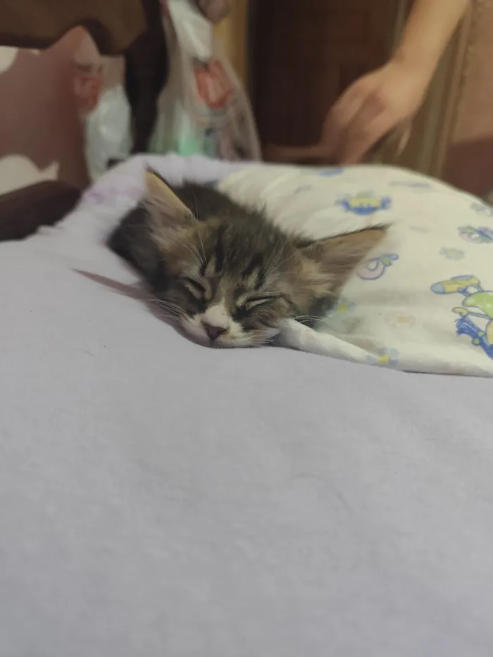 Gato raça SRD-ViraLata idade 2 a 6 meses nome Lady