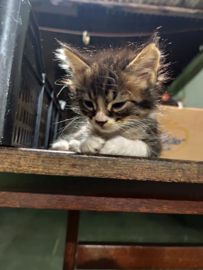 Gato raça SRD-ViraLata idade 2 a 6 meses nome Lady