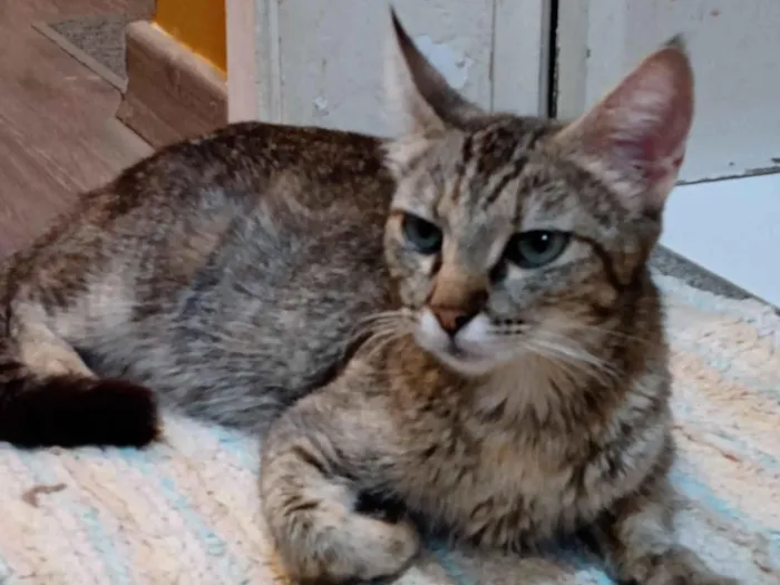 Gato raça SRD-ViraLata idade 7 a 11 meses nome Elita Maria Da Silva 