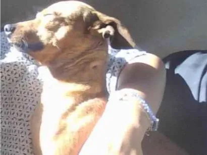 Cachorro raça Pinscher idade 3 anos nome Apollo