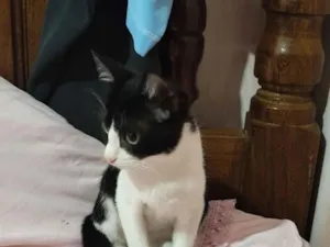 Gato raça SRD-ViraLata idade 2 a 6 meses nome Otávio 