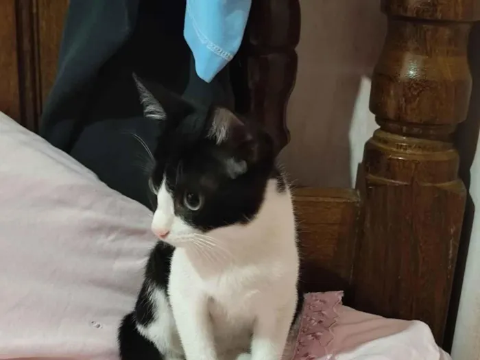 Gato raça SRD-ViraLata idade 2 a 6 meses nome Otávio 