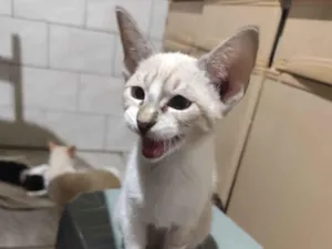 Gato raça SRD-ViraLata idade 2 a 6 meses nome Glauco