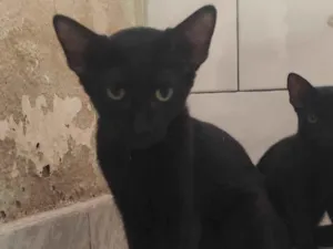 Gato raça SRD-ViraLata idade 2 a 6 meses nome Jacu