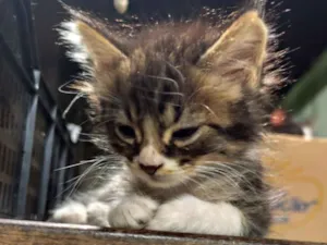 Gato raça SRD-ViraLata idade 2 a 6 meses nome Lady