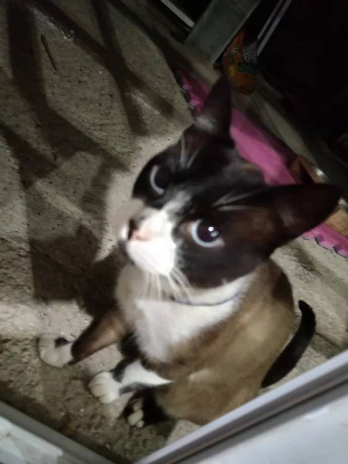 Gato raça Exótico idade 1 ano nome Spike