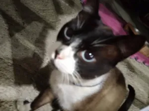 Gato raça Exótico idade 1 ano nome Spike