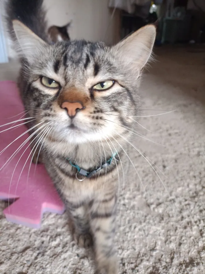 Gato raça SRD-ViraLata idade 1 ano nome Pirigo