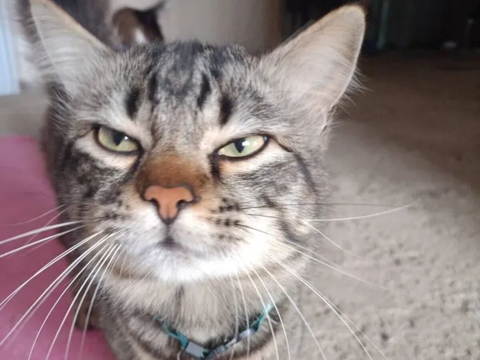 Gato raça SRD-ViraLata idade 1 ano nome Pirigo