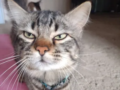 Gato raça SRD-ViraLata idade 1 ano nome Pirigo