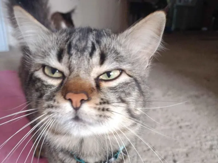 Gato raça SRD-ViraLata idade 1 ano nome Pirigo