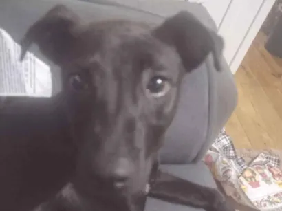 Cachorro raça SRD-ViraLata idade 2 a 6 meses nome Tigrinha 