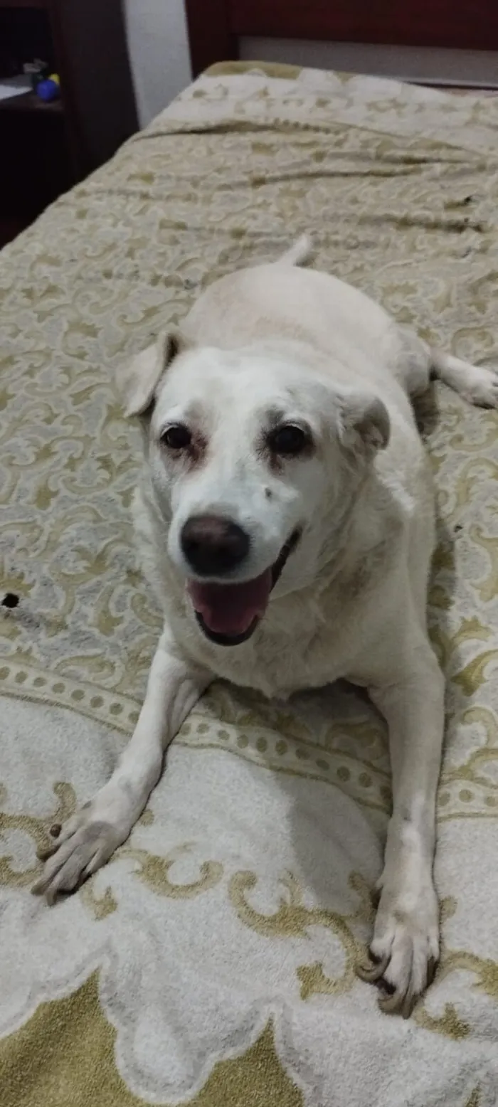 Cachorro raça SRD-ViraLata idade 6 ou mais anos nome Hanna e Mel