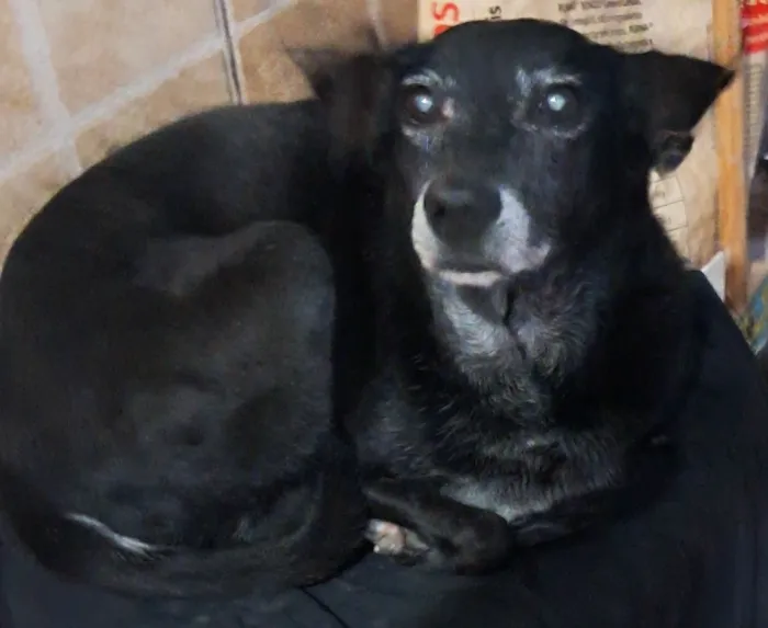 Cachorro raça SRD-ViraLata idade 6 ou mais anos nome Hanna e Mel