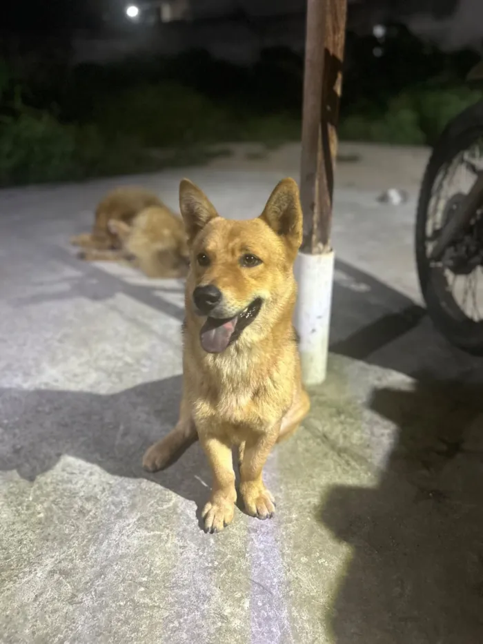 Cachorro raça SRD-ViraLata idade 7 a 11 meses nome Duque