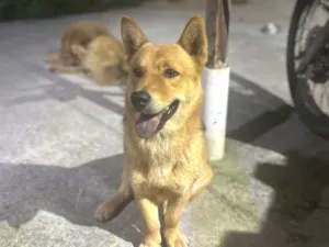 Cachorro raça SRD-ViraLata idade 7 a 11 meses nome Duque